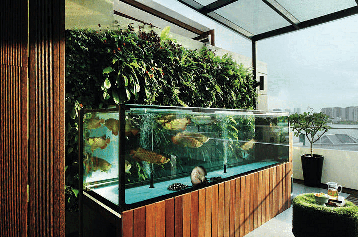 3 things to note before building a fish aquarium at home ...
